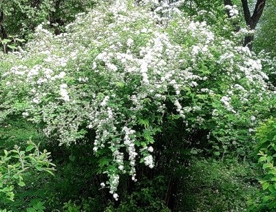 Țară Portal - amenajare a teritoriului spirea (arbuști Spiraea de proiectare) Țară Portal - spirea amenajare a teritoriului