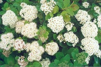 Țară Portal - amenajare a teritoriului Spirea (proiectare) Țară Portal - spirea amenajare a teritoriului