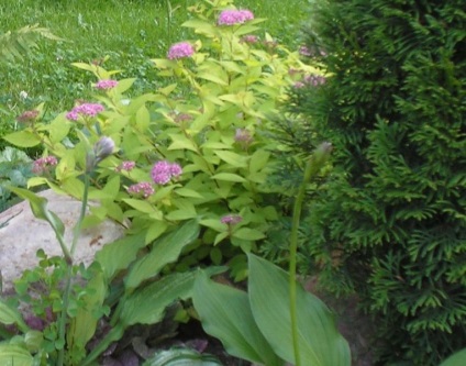 Țară Portal - amenajare a teritoriului spirea (arbuști Spiraea de proiectare) Țară Portal - spirea amenajare a teritoriului