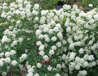 Țară Portal - amenajare a teritoriului Spirea (Spiraea) Țară Portal - spirea amenajare a teritoriului