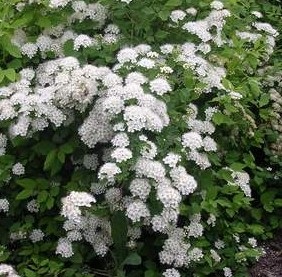 Țară Portal - amenajare a teritoriului Spirea (Spiraea) Țară Portal - spirea amenajare a teritoriului