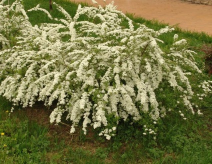 Țară Portal - amenajare a teritoriului Spirea (Spiraea) Țară Portal - spirea amenajare a teritoriului