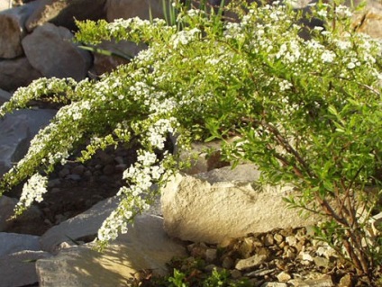 Țară Portal - amenajare a teritoriului spirea (arbuști Spiraea de proiectare) Țară Portal - spirea amenajare a teritoriului