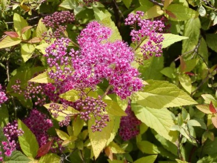 Țară Portal - amenajare a teritoriului Spirea (proiectare) Țară Portal - spirea amenajare a teritoriului