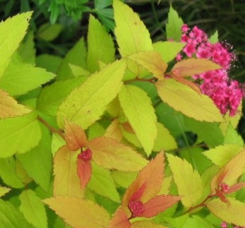 Țară Portal - amenajare a teritoriului Spirea (Spiraea) Țară Portal - spirea amenajare a teritoriului
