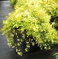 Țară Portal - amenajare a teritoriului Spirea (Spiraea) Țară Portal - spirea amenajare a teritoriului