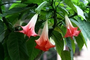 Copac sau diavolul floare Brugmansia - reguli de îngrijire și de cultivare la domiciliu (îngrijire Brugmansia și cultivare) Copac sau Brugmansia flori diavolul - regulile de îngrijire și cultivare în casă
