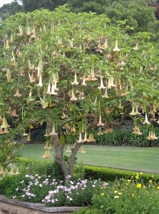 Copac sau Brugmansia flori diavolul - regulile de ingrijire si cultivare in casa (plantarea Brugmansia și îngrijirea în câmp deschis) Copac sau Brugmansia flori diavolul - regulile de îngrijire și cultivare în casă