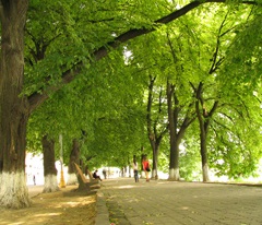 teiul, vindecare și frumos (tei) teiul, vindecare și frumos