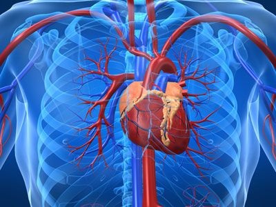 Dieta pentru boli cardiovasculare in fiecare zi (grame de prânz) Dieta pentru bolile cardiovasculare în fiecare zi