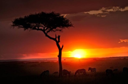 Wildlife Africa, precum și descrierea caracteristicilor sale (caracteristici) Wildlife din Africa, caracteristicile și descrierea