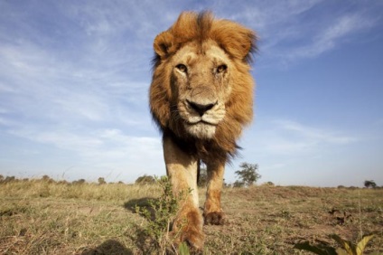 Wildlife din Africa, caracteristicile și descrierea