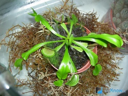 îngrijire Dionaea Venus Flytrap in casa (planta) Dionaea Venus Flytrap de îngrijire la domiciliu