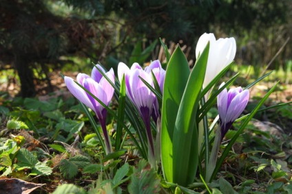 Metode de proiectare bulbos plantare toamnă (bulb) Metode de proiectare toamna plantare bulboase