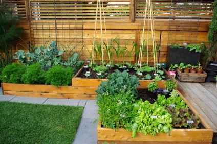 Design-o zonă mică în fața design peisagistic acasă pentru 6 acri, cu o grădină, cum să organizeze (organizeze) o mică parte a proiectului la proiectarea peisajului acasă pe 6 acri, cu o grădină, cum să organizeze