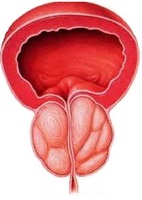 Care este glanda prostată la bărbați anatomie, fiziologie, si pentru corp (ce) Care este glanda prostată la bărbați anatomie, fiziologie, si pentru corp