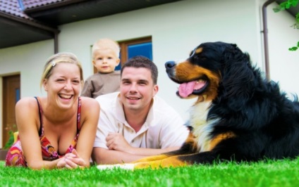 câini animale domestice (câini) ciinilor permis