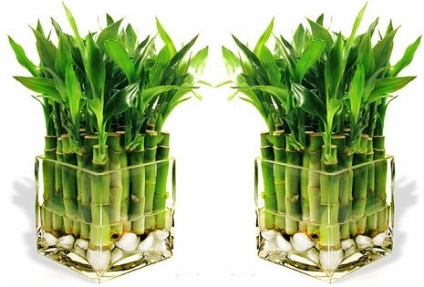 Dracaena Sander cum să ia o fotografie (învățăturile chinez de Feng Shui) Dracaena Sander cum să ia o fotografie