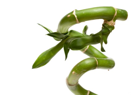 Dracaena Sander cum să ia o fotografie (de îngrijire) Dracaena Sander cum să ia o fotografie