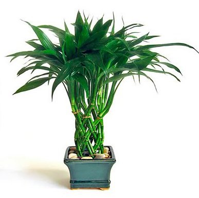 Dracaena Sander cum să ia o fotografie (Dracaena Sander fotografie sanderiana modul de îngrijire) Dracaena Sander cum să ia o fotografie