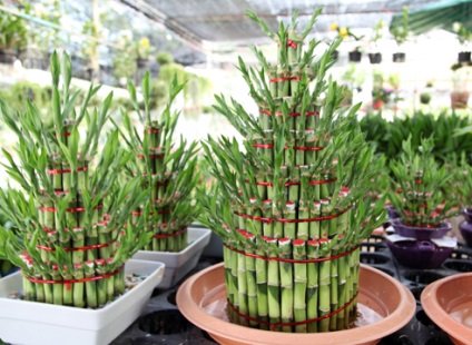 Dracaena Sander cum să ia o fotografie (învățăturile chinez de Feng Shui) Dracaena Sander cum să ia o fotografie