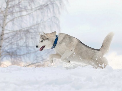 Formarea Husky educația la domiciliu a generației tinere (acasă) Formarea educației acasă Husky generației tinere