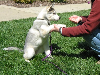 Formarea Husky educația la domiciliu a generației tinere (Husky) Formarea educației acasă Husky generației tinere