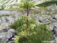 Angelica officinalis - descriere și medicinale proprietăți (lingură de două ori pe zi) Angelica officinalis - descriere și proprietăți medicinale