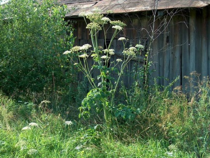 Angelica officinalis (iarba Anzhelika) proprietăți terapeutice, contraindicații utilizarea angelica (Angelica) Angelica officinalis (iarba Anzhelika) proprietăți terapeutice, contraindicații la utilizarea angelica