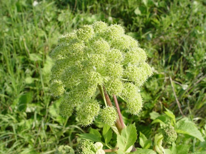 Angelica officinalis (iarba Anzhelika) proprietăți terapeutice, contraindicații utilizarea angelica (Angelica) Angelica officinalis (iarba Anzhelika) proprietăți terapeutice, contraindicații la utilizarea angelica