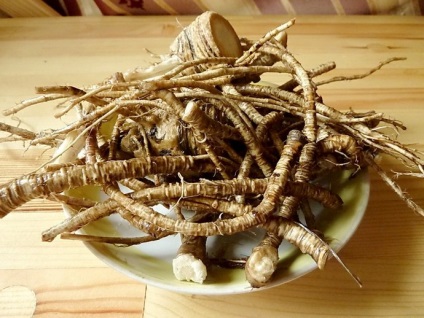 Angelica officinalis (iarba Anzhelika) proprietăți terapeutice, contraindicații utilizarea angelica (Angelica) Angelica officinalis (iarba Anzhelika) proprietăți terapeutice, contraindicații la utilizarea angelica