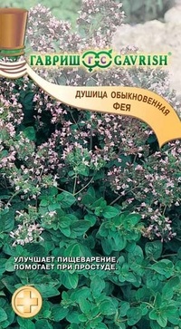 Oregano în creștere din semințe în zona de grădină (creștere) Oregano tot mai mare de semințe în zona de grădină