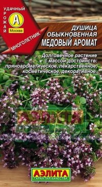 Oregano în creștere din semințe în zona de grădină (oregano) Oregano tot mai mare de semințe în zona de grădină