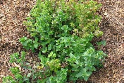 Oregano în creștere din semințe în zona de grădină (zona) Oregano tot mai mare de semințe în zona de grădină