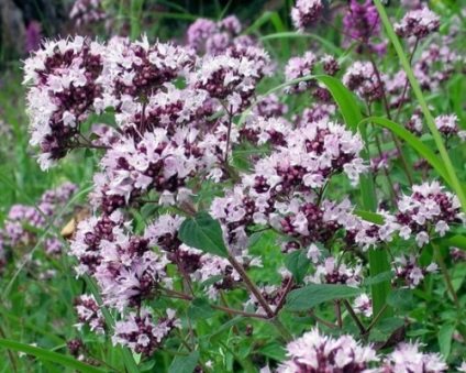 cultivarea Oregano de semințe pentru o zonă de grădină (mai păstrează umiditate) Oregano tot mai mare de semințe în zona de grădină