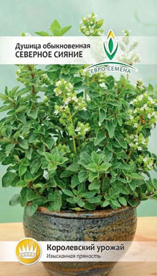 Oregano în creștere din semințe în zona de grădină (oregano) Oregano tot mai mare de semințe în zona de grădină