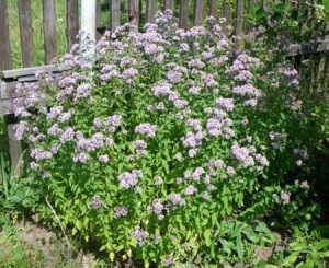 cultivarea Oregano de semințe pentru o zonă de grădină (mai păstrează umiditate) Oregano tot mai mare de semințe în zona de grădină