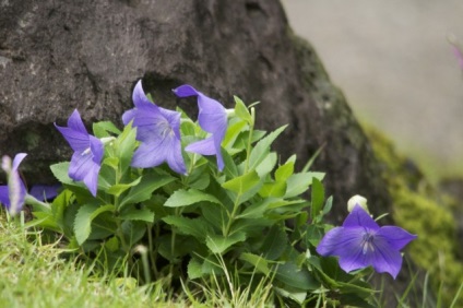 shirokokolokolchik sau platikodon eficace și ușor de reținut (plante Platikodony suficiente) shirokokolokolchik eficiente și ușor de reținut sau platikodon