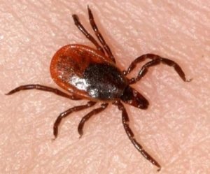 Encefalitei musca un om, simptomele, consecințele care este cel mai bun vaccin (muscatura) Encefalitei musca un om, simptomele, consecințele care vaccinuri mai bine