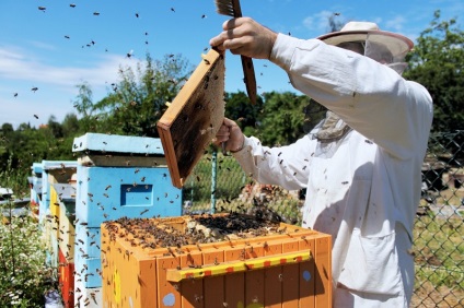 creșterea naturală și artificială a albinelor și a coloniilor de albine și caracteristici video,