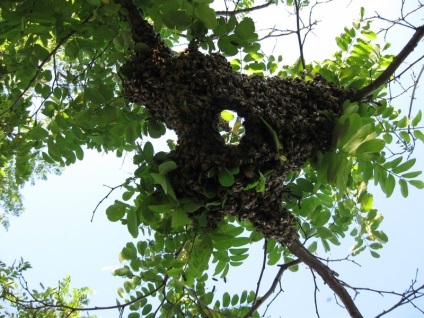 creșterea naturală și artificială a albinelor și a coloniilor de albine și funcțiile video (familii) creșterea naturală și artificială a albinelor și a coloniilor de albine și caracteristici video,