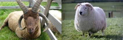 Nu corn oi (oi) Ai coarne de oaie