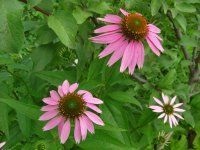 Echinacea - Sănătate și frumusețe (sunt folosite preparate Echinacea) Echinacea - Sănătate, frumusețe
