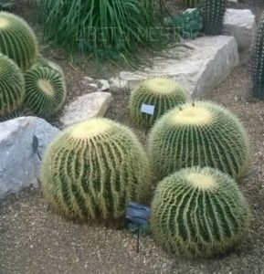 Echinocactus, fotografie, îngrijire, flori vise (foto) Echinocactus, fotografie, îngrijire, flori de vis