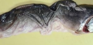 pește umplute în întregime, feluri de mâncare preferate (pește umplute în cuptor în întregime) pește umplute în întregime, feluri de mâncare preferate