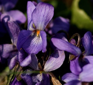 Violet în parfumerie, aromablog (chanel) Violet în parfumerie, aromablog