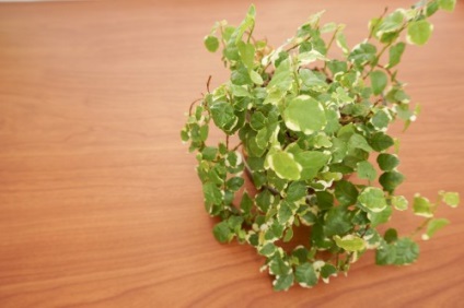 Cercevele de îngrijire la domiciliu ficus, fotografie 1 (acasă) Cercevele de îngrijire la domiciliu ficus, fotografie 1