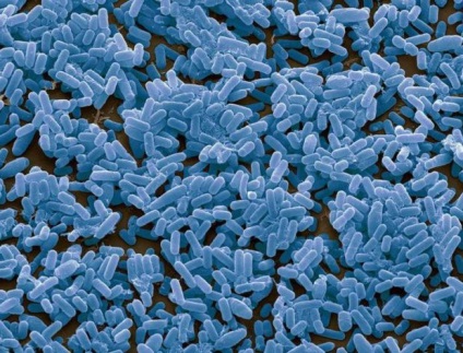Fitosporin-m - instrucțiuni pentru aplicarea substanței (fitosporin cerere de castraveți) Fitosporin-m - instrucțiuni de utilizare a medicamentului