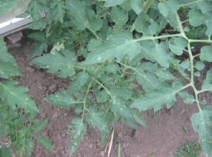 Fitosporin-m - instrucțiuni pentru aplicarea substanței (avantaje de aplicare m fitosporin avertismente) Fitosporin-m - instrucțiuni de utilizare a medicamentului