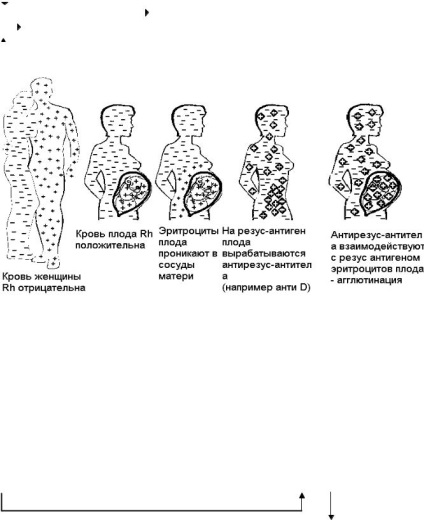 Fiziologia sângelui (sânge) Fiziologia sângelui
